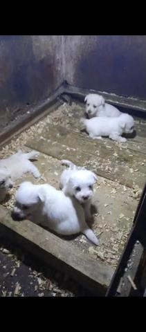 Super chiots bichon maltais - 2