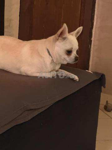 Femelle chihuahua à vendre - 2