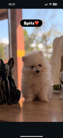 Femelle Pomeranian à vendre
