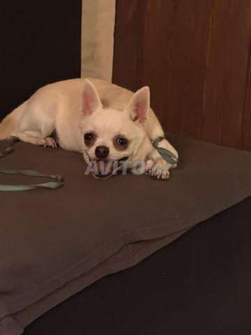 Femelle Chihuahua à vendre, âgée de 10 mois. - 2