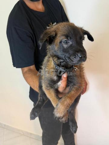 Chiots malinois pure race - 2