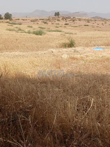 دوار امهروق بةلوين كاف النسور خنيفرة - 2