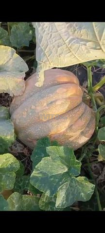 Courge à vendre - 2