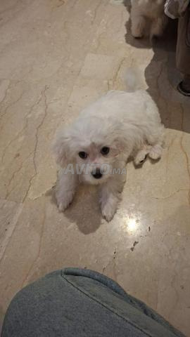 Bichon Maltais Pure Race, 2 mois et 2 semaines - 2