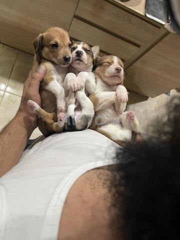 Chiots croisés Jack Russel / Corgi - 2