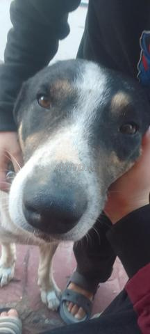 Chien domestique dans la rue - 2