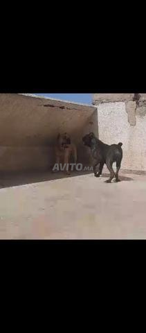 أنثى كاني كورسو سلالة نقية - 2