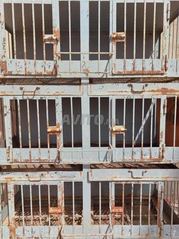 Cage à poules