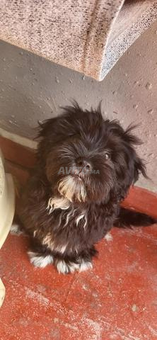 Chien caniche 3 mois - 2