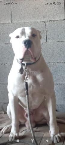 Chiot Dogue Argentin - 2