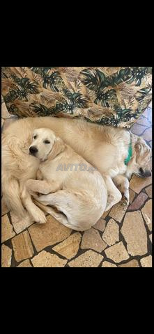 Le vrai Golden Retriever - 2