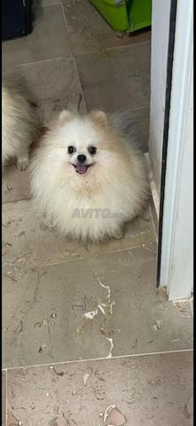 Le vrai Spitz nain, parents disponibles - 2