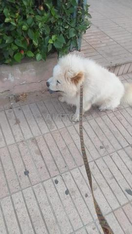 À VENDRE - Mâle Chow 10 Mois - Très beau - 2