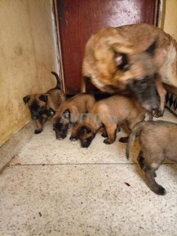 Chiots Malinois à vendre - 2