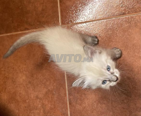 Chats de bonne race