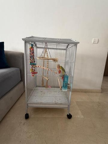 Conure d'ananas à vendre - 2