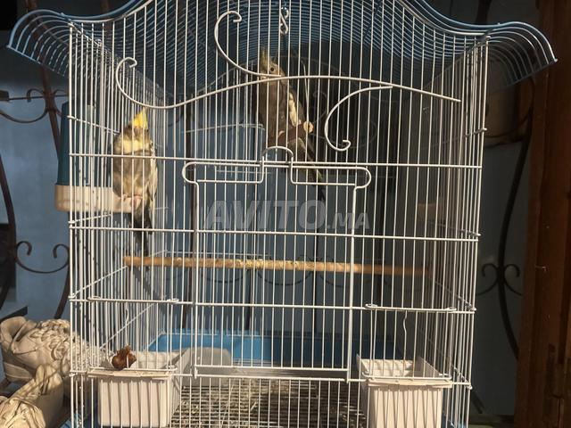 Couple Callopsittacus et oiseaux Drose