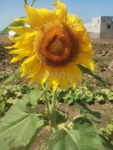 أرض مسجلة للبيع مطلة على البحر منطقة فيلات - 2