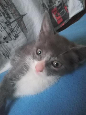 Chats domestiques à adopter... Bienvenue à ceux qui souhaitent les adopter