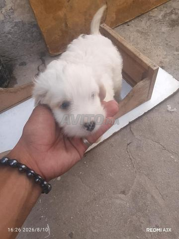Bichon Maltais - 2