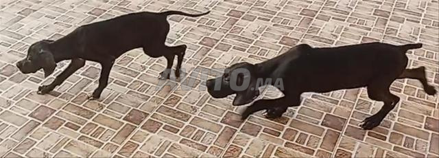 Chien de chasse - 2