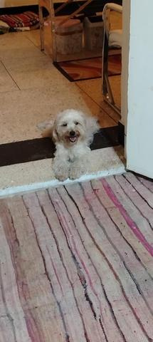 Chienne Bichon Maltais - 2