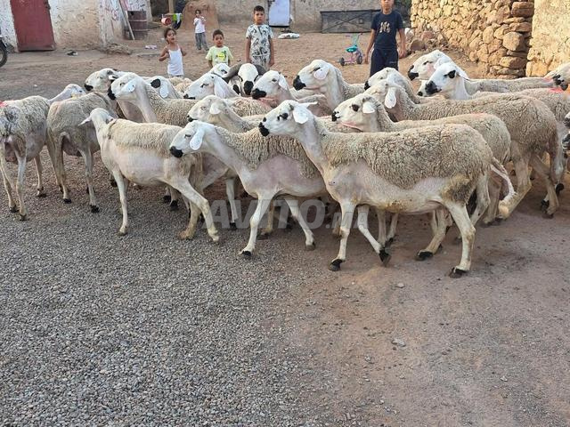 Mouton Sardi de bonne qualité, bon pour la reproduction
