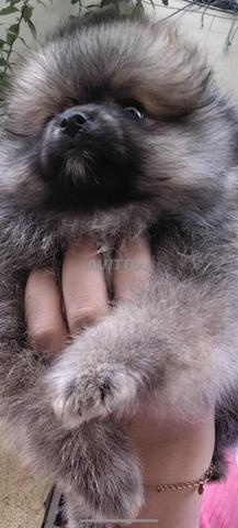Chiot spitz disponible