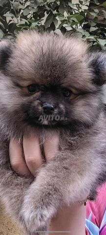 Chiot spitz disponible - 2