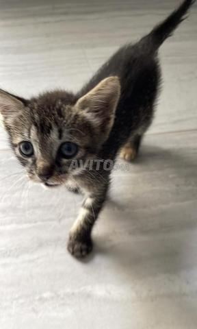 Adoption chat - 2
