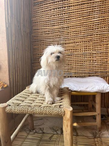 Femelle Bichon Maltais à vendre - 2