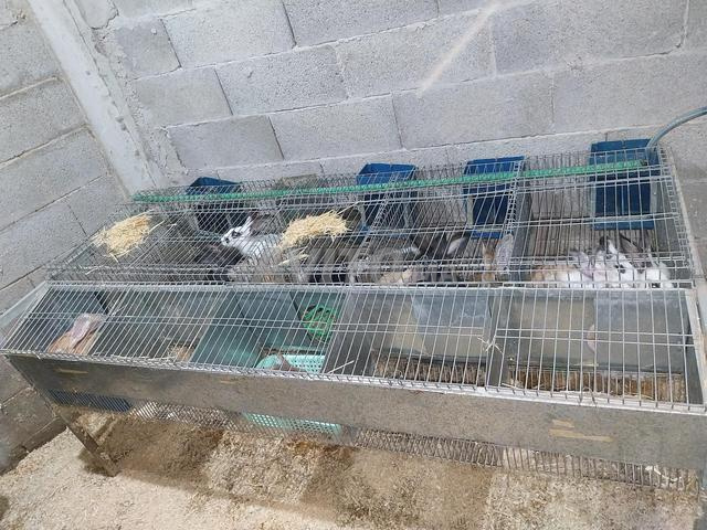 Vente de 5 cages pour l'élevage de lapins. Très bon prix