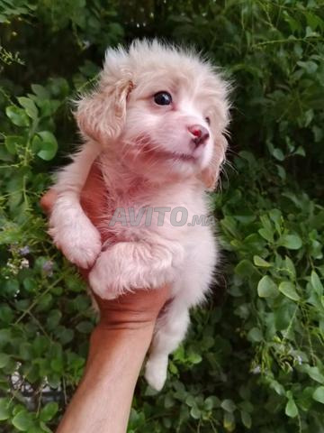 Bichon mâle - 2