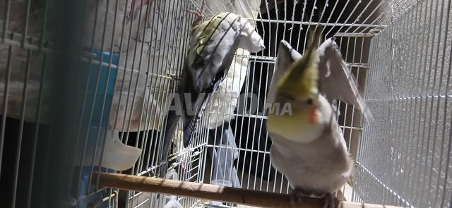 Cockatiel cocktail - 2