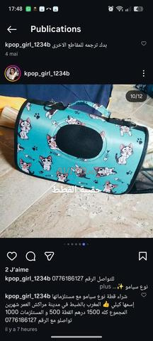 Vente chat siamois et accessoires - 2