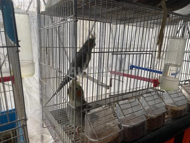 Oiseaux callopsittes - 2