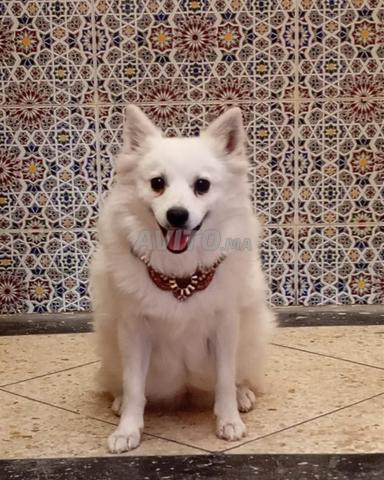 Femelle Spitz Japonais à vendre 🐾 - 2