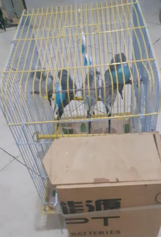5 oiseaux à vendre - 2