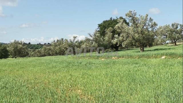 À VENDRE – Terrain titré près d’Essaouira 3,7H