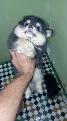 Spitz allemand