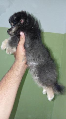 Spitz allemand - 2
