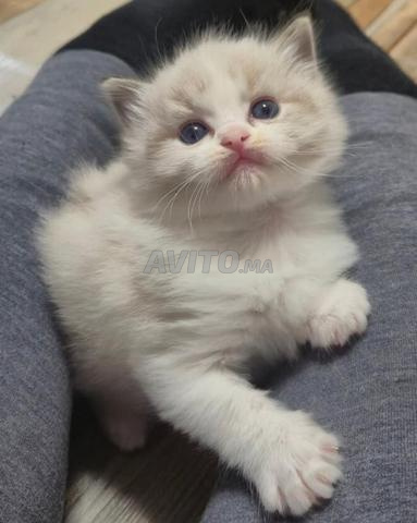 قط شيرازي صغير - 2