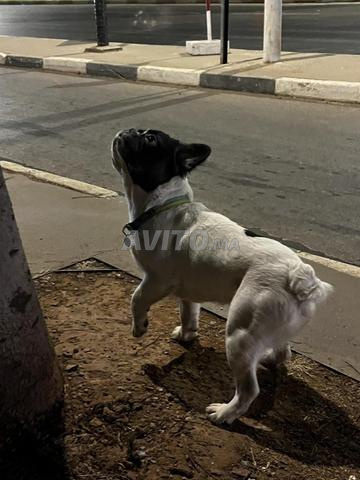 Rare Mâle bulldog Français Fluffy (Poil Long) - 2