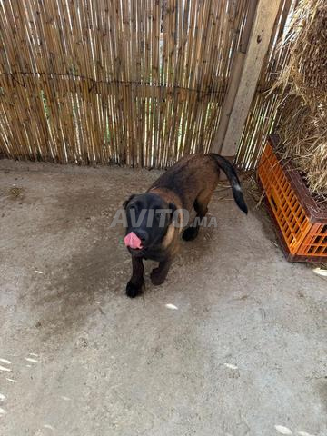 Chienne Malinois femelle, belle, ماشاء الله. - 2