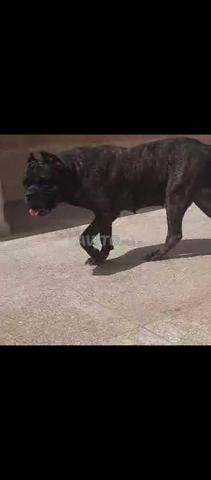 Super femelle Cane Corso pure race - 2