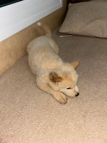 Chien Chowchow affectueux et beau - 2