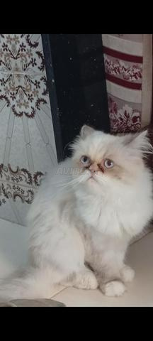 شيرازي هيمالايا  - 2