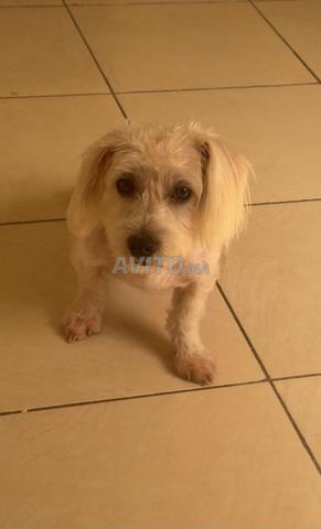 🐶 للبيع – كلب مالطي ذكر - 2