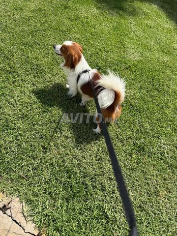 Chihuahua Papillon - 2