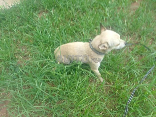 Chien à vendre - 2